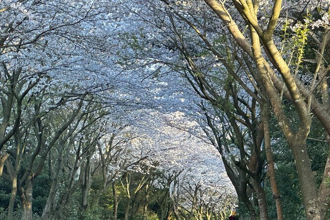 Small Group West Jeju Cherry Blossom and Strawberry Picking Tour - Jusangjeolli Cliff and Cheonjeyeon Falls: Two Natural Wonders, One After Another