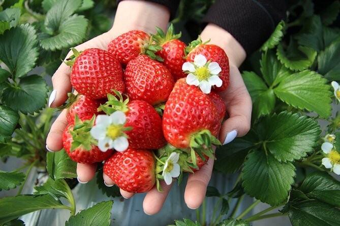 Taean Tulip Festival and Strawberry Picking Day Tour from Seoul - Why Taean Tulip Festival and Strawberry Picking Feels Worth the Long Day