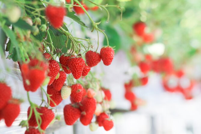 Taean Tulip Festival and Strawberry Picking Day Tour from Seoul - The Seoul-to-Countryside Logistics You Should Actually Care About