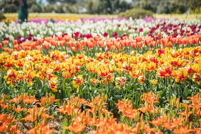 Taean Tulip Festival and Strawberry Picking Day Tour from Seoul - Who This Tour Fits Best (And Who Might Want a Different Plan)
