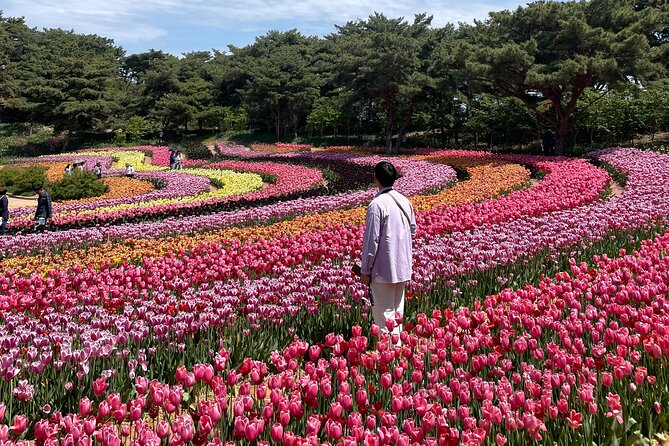 Taean Tulip Festival and Strawberry Picking Day Tour from Seoul - FAQ