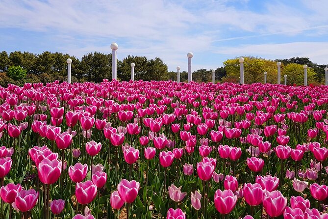 Taean Tulip Festival and Strawberry Picking Day Tour from Seoul - Taean Tulip Festival: The 3 Hours That Make or Break Your Photos