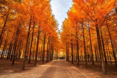 Trip to Nami Island with Petite France & Italian Village, Garden of Morning Calm