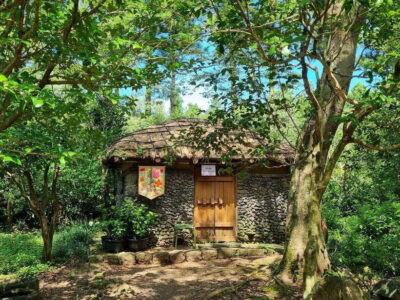 West & South Jeju: Hallasan Trail, Waterfall, Tea Field Tour