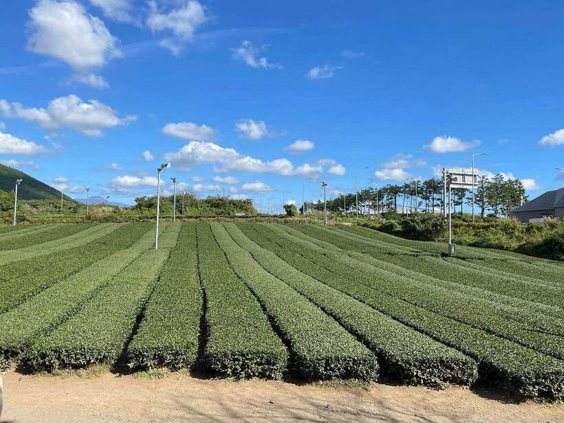 West & South Jeju: Hallasan Trail, Waterfall, Tea Field Tour - Should You Book This West and South Jeju Day Tour?